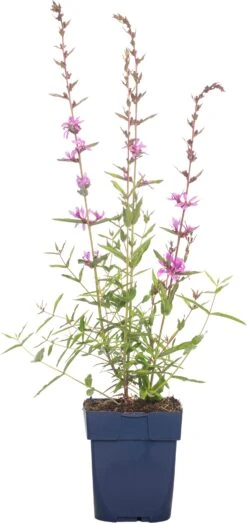 Grote Kattenstaart (Lythrum Salicaria 'Dropmore Purple') D 11 H 90 Cm