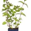 Chocolade Munt (Mentha Piperita 'Chocolate') D 11 H 10 Cm 1 Chocolade Munt (Mentha Piperita 'Chocolate') D 11 H 10 Cm -Tuin Planten Winkel 8712815785738