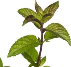 Chocolade Munt (Mentha Piperita 'Chocolate') D 11 H 10 Cm 5 Chocolade Munt (Mentha Piperita 'Chocolate') D 11 H 10 Cm -Tuin Planten Winkel 8712815785738 2