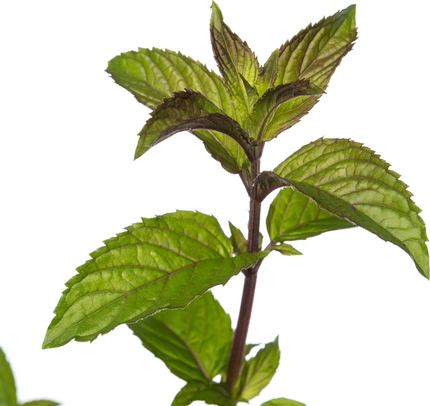 Chocolade Munt (Mentha Piperita 'Chocolate') D 11 H 10 Cm 4 Chocolade Munt (Mentha Piperita 'Chocolate') D 11 H 10 Cm - Afbeelding 2