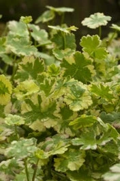 Bonte Waternavel (Hydrocotyle Sibthorpioides 'Variegata') D 18 H 30 Cm 3 Bonte Waternavel (Hydrocotyle Sibthorpioides 'Variegata') D 18 H 30 Cm