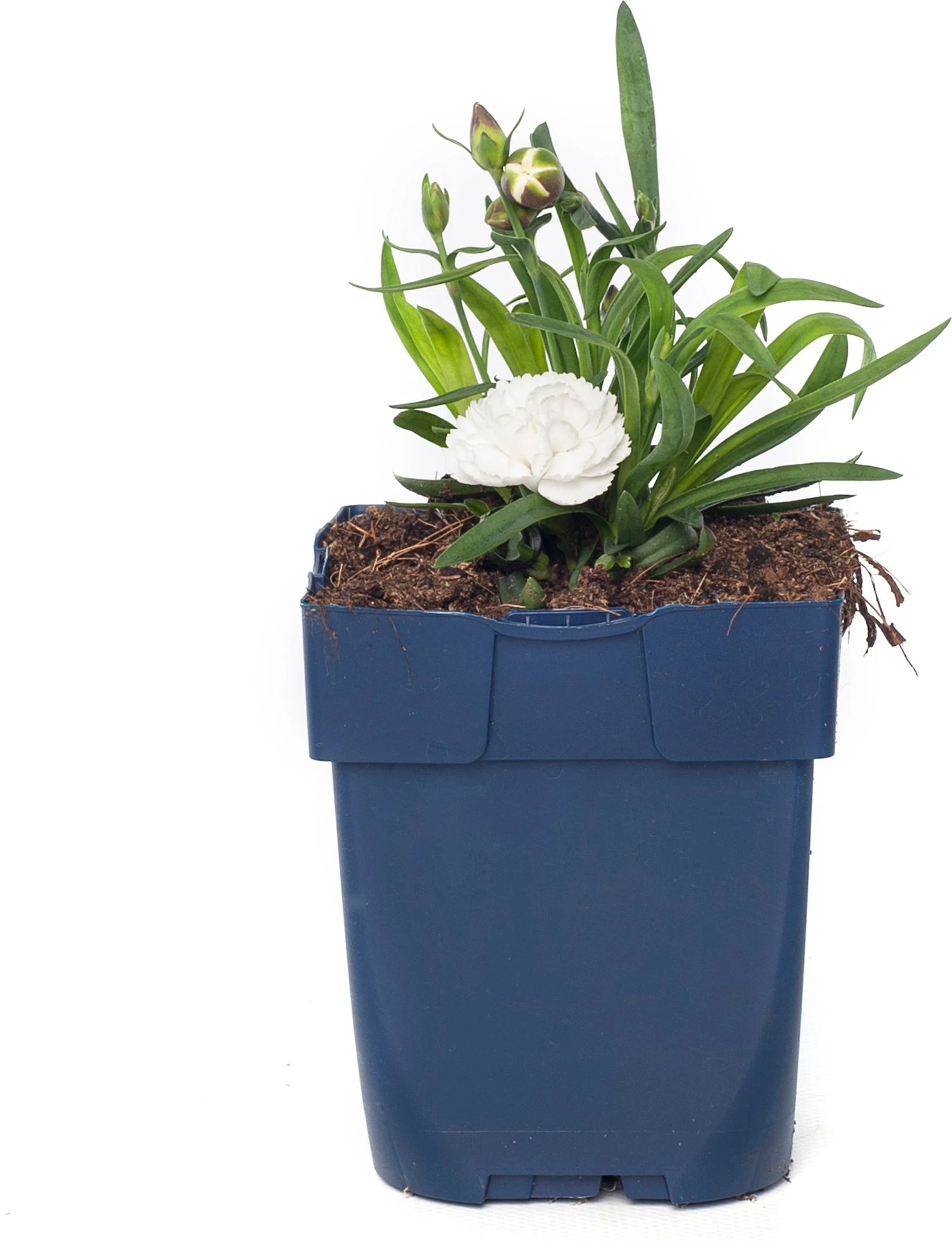 Anjer (Dianthus 'Cosmos') D 11 H 20 Cm 3 Anjer (Dianthus 'Cosmos') D 11 H 20 Cm