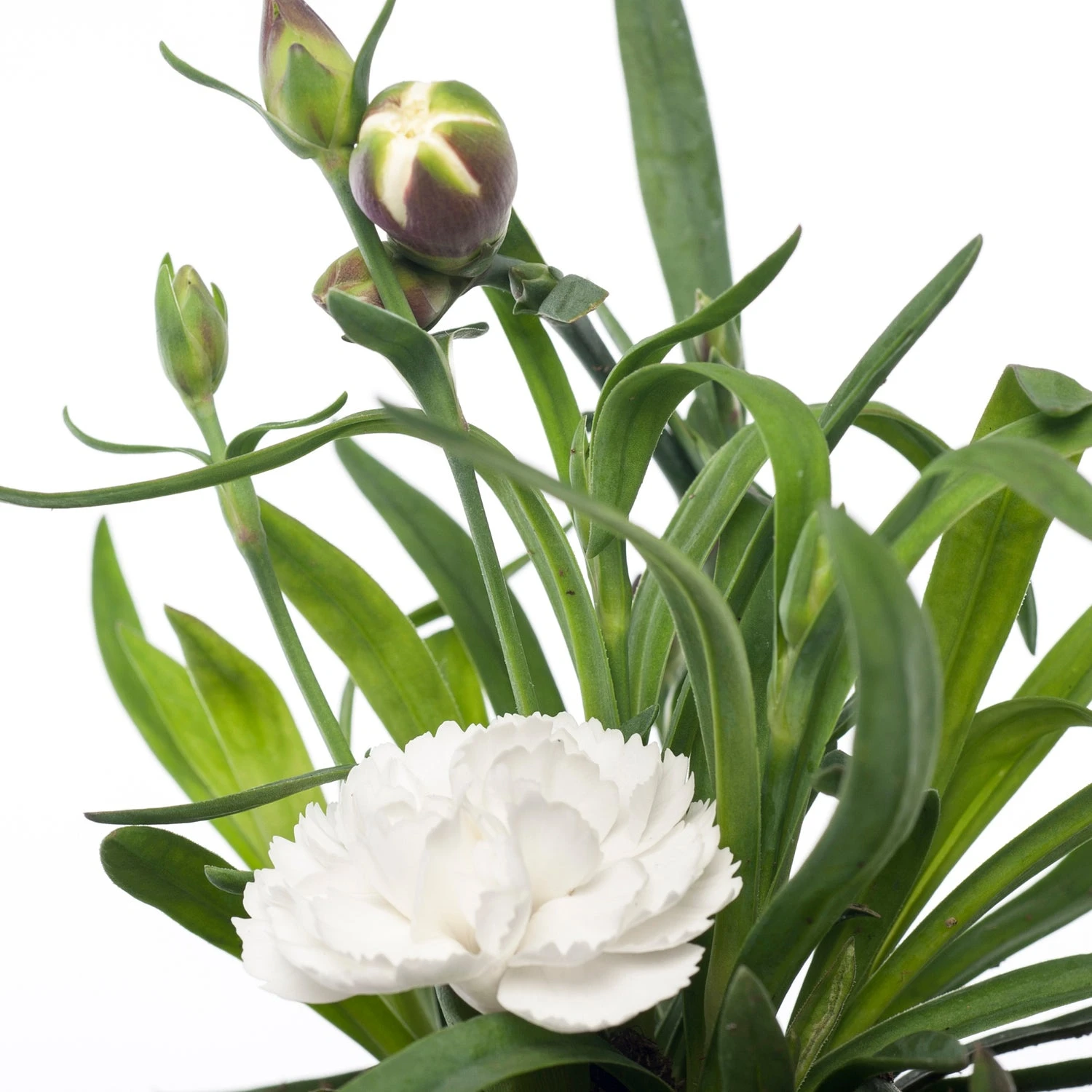 Anjer (Dianthus 'Cosmos') D 11 H 20 Cm 4 Anjer (Dianthus 'Cosmos') D 11 H 20 Cm - Afbeelding 2