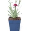 Anjer (Dianthus 'Odessa Red') D 11 H 20 Cm -Tuin Planten Winkel 8712815790442