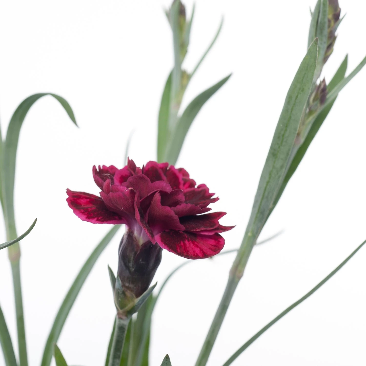 Anjer (Dianthus 'Odessa Red') D 11 H 20 Cm 4 Anjer (Dianthus 'Odessa Red') D 11 H 20 Cm - Afbeelding 2