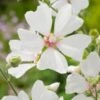 Struikmalva (Lavatera 'Frederique') D 11 H 10 Cm -Tuin Planten Winkel 8712815790589
