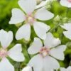 Struikmalva (Lavatera 'Blushing Bride') D 11 H 140 Cm -Tuin Planten Winkel 8712815790596