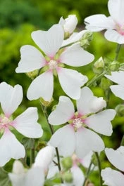 Struikmalva (Lavatera 'Blushing Bride') D 11 H 140 Cm