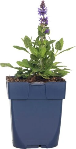 Siersalie (Salvia Nemorosa 'Sensation Deep Blue') D 11 H 60 Cm