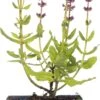 Siersalie (Salvia Nemorosa 'Sensation Deep Rose') D 11 H 20 Cm -Tuin Planten Winkel 8712815790688 2 1