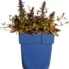 Kruipend Zenegroen (Ajuga Chocolate Chips) D 11 H 15 Cm 1 Kruipend Zenegroen (Ajuga Chocolate Chips) D 11 H 15 Cm -Tuin Planten Winkel 8712815790725