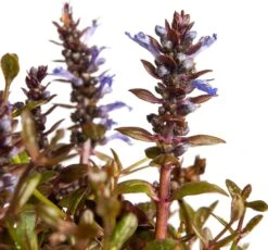 Kruipend Zenegroen (Ajuga Chocolate Chips) D 11 H 15 Cm -Tuin Planten Winkel 8712815790725 2