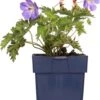 Ooievaarsbek (Geranium 'Rozanne') D 11 H 10 Cm -Tuin Planten Winkel 8712815797946