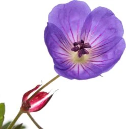 Ooievaarsbek (Geranium 'Rozanne') D 11 H 10 Cm -Tuin Planten Winkel 8712815797946 2