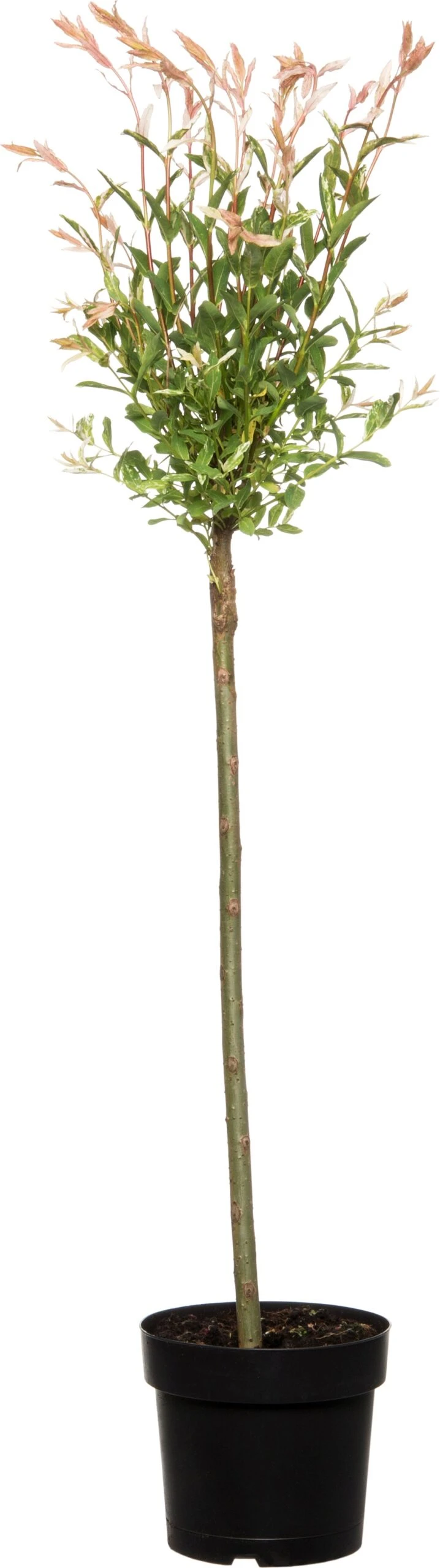 Bonte Wilg Op Stam (Salix Integra 'Flamingo') D 19 H 80 Cm 3 Bonte Wilg Op Stam (Salix Integra 'Flamingo') D 19 H 80 Cm