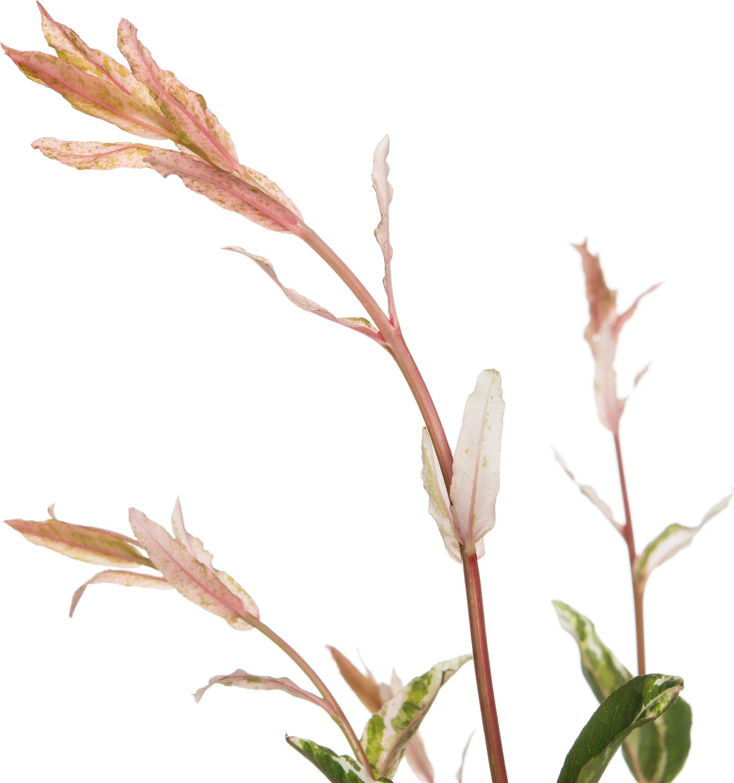 Bonte Wilg Op Stam (Salix Integra 'Flamingo') D 19 H 80 Cm 4 Bonte Wilg Op Stam (Salix Integra 'Flamingo') D 19 H 80 Cm - Afbeelding 2