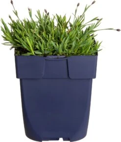 Rotsanjer (Dianthus Gratianopolitanus 'Pink Jewel') D 11 H 15 Cm