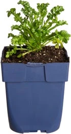 Duifkruid (Scabiosa 'Barocca') D 11 H 80 Cm