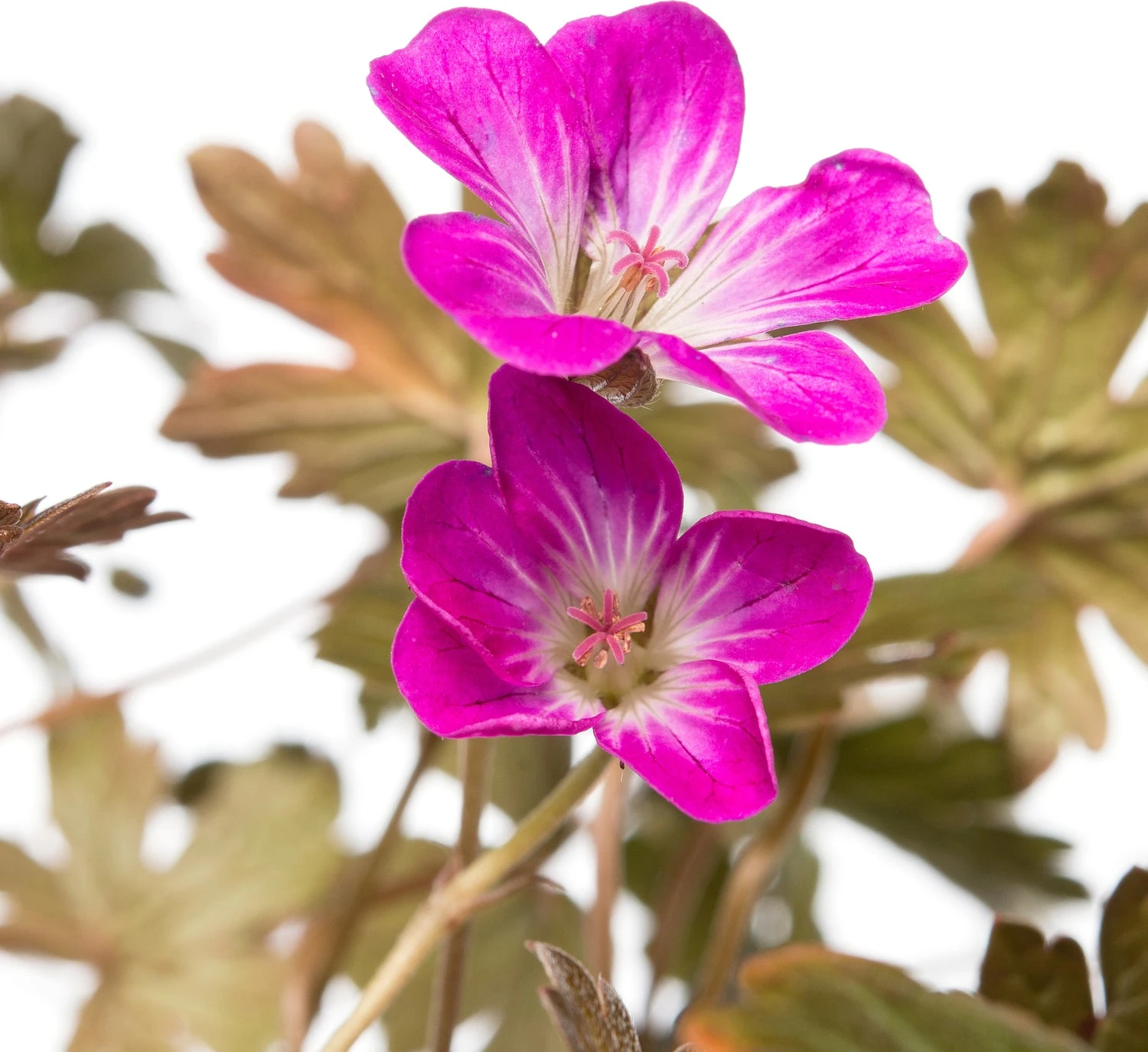 Ooievaarsbek (Geranium 'Tanya Rendall') D 11 H 10 Cm 4 Ooievaarsbek (Geranium 'Tanya Rendall') D 11 H 10 Cm - Afbeelding 2