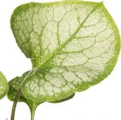 Kaukasische Vergeet-mij-niet (Brunnera Macrophylla 'Jack Frost') D 11 H 10 Cm -Tuin Planten Winkel 8712815808581 2