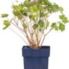 Ooievaarsbek (Geranium Incanum 'Joy') D 11 H 10 Cm -Tuin Planten Winkel 8712815818320