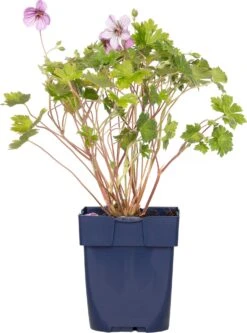 Ooievaarsbek (Geranium Incanum 'Joy') D 11 H 10 Cm