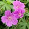 Ooievaarsbek (Geranium 'Tiny Monster') D 11 H 10 Cm -Tuin Planten Winkel 8712815819990