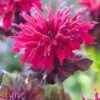 Bergamotplant (Monarda Didyma 'Fireball') D 11 H 10 Cm -Tuin Planten Winkel 8712815843568 3 1