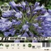 Florex Moederplant Afrikaanse Lelie (Agapanthus) Blauw -Tuin Planten Winkel 8713339000277