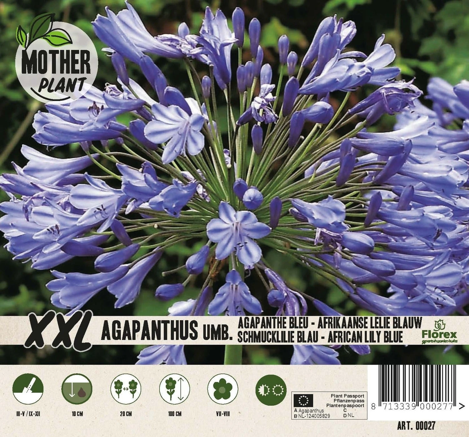 Florex Moederplant Afrikaanse Lelie (Agapanthus) Blauw 3 Florex Moederplant Afrikaanse Lelie (Agapanthus) Blauw