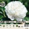 Florex Moederplant Pioenroos (Paeonia) Wit -Tuin Planten Winkel 8713339000345