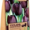 Florex Bloembollen Tulp (Tulipa 'Queen Of The Night') 12 Stuks -Tuin Planten Winkel 8713339167802