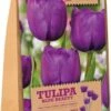 Florex Bloembollen Tulp (Tulipa 'Blue Beauty') 15 Stuks -Tuin Planten Winkel 8713339167819