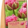 Florex Bloembollen Tulp (Tulipa 'Aveyron') 12 Stuks 1 Florex Bloembollen Tulp (Tulipa 'Aveyron') 12 Stuks -Tuin Planten Winkel 8713339167826