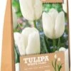 Florex Bloembollen Tulp (Tulipa 'White Flag') 15 Stuks -Tuin Planten Winkel 8713339167840