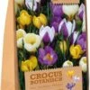 Florex Bloembollen Krokus (Crocus) Botanische Mix 40 Stuks -Tuin Planten Winkel 8713339167864