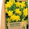 Florex Bloembollen Narcis (Narcissus 'Tète A Tète') 20 Stuks