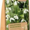 Florex Bloembollen Sneeuwklokje (Galanthus Woronowii) 20 Stuks