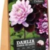 Florex Dahlia Knol (Dahlia 'Daria In Love') 2 Stuks -Tuin Planten Winkel 8713339168014