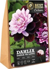Florex Dahlia Knol (Dahlia 'Daria In Love') 2 Stuks