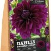 Florex Dahlia Knol (Dahlia 'Thomas Edison') 2 Stuks