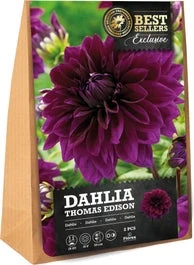 Florex Dahlia Knol (Dahlia 'Thomas Edison') 2 Stuks