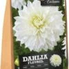 Florex Dahlia Knol (Dahlia 'Fleurel') 2 Stuks 1 Florex Dahlia Knol (Dahlia 'Fleurel') 2 Stuks -Tuin Planten Winkel 8713339168038