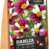 Florex Dahlia Knol (Dahlia 'Twynings Smartie') 2 Stuks