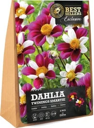 Florex Dahlia Knol (Dahlia 'Twynings Smartie') 2 Stuks