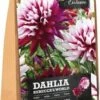 Florex Dahlia Knol (Dahlia 'Rebecca's World') 2 Stuks