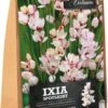 Florex Bloembol Afrikaanse Korenlelie (Ixia 'Spotlight') 35 Stuks 2 Florex Bloembol Afrikaanse Korenlelie (Ixia 'Spotlight') 35 Stuks -Tuin Planten Winkel 8713339168076