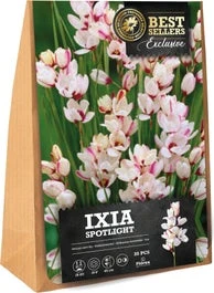 Florex Bloembol Afrikaanse Korenlelie (Ixia 'Spotlight') 35 Stuks