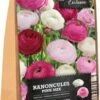 Florex Ranonkel Knol Mix (Ranunculus 'Pink') 15 Stuks