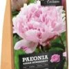 Florex Pioen Knol (Paeonia 'Sarah Bernhard') 2 Florex Pioen Knol (Paeonia 'Sarah Bernhard') -Tuin Planten Winkel 8713339168120